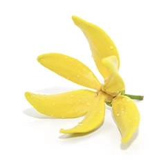 DormirBien